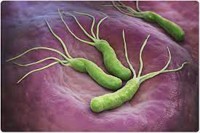 Pylori