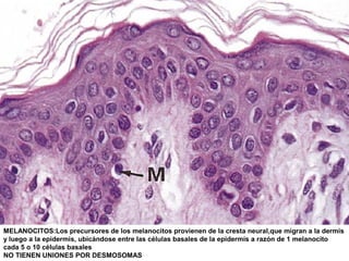 Epidermica