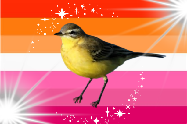 lavanderaboyera