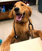 TheDogtor