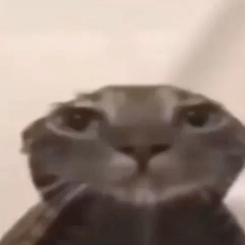 OBSERVACAMINA