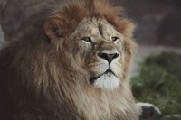 python_lion