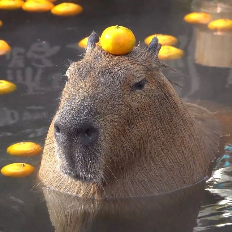 capibaralover