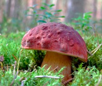 fungi