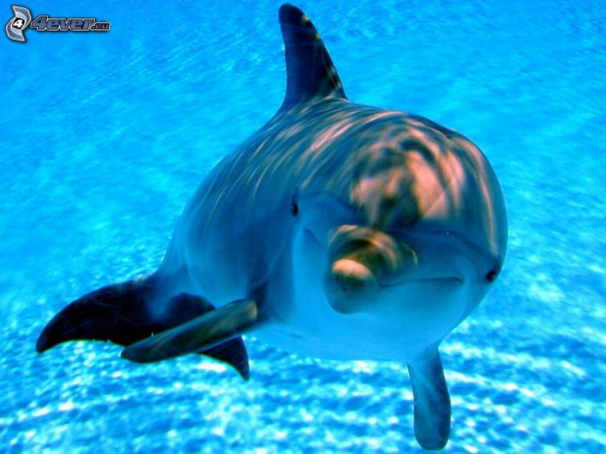 dolphinaria