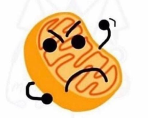 mitocondriayATP
