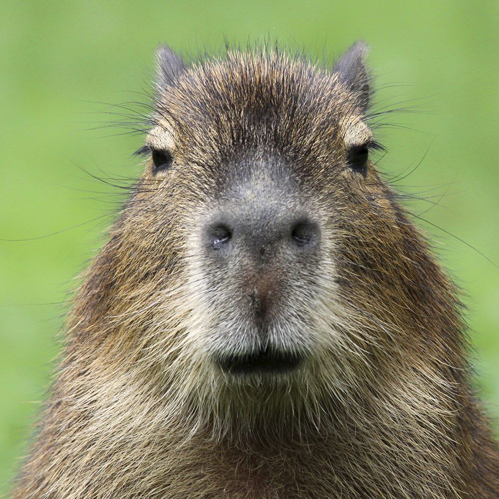 capibara_2