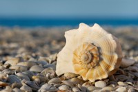 SeaShell6