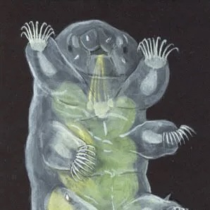 tardigrada_