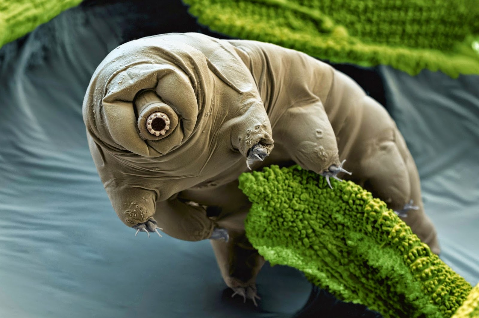 Tardiigrada