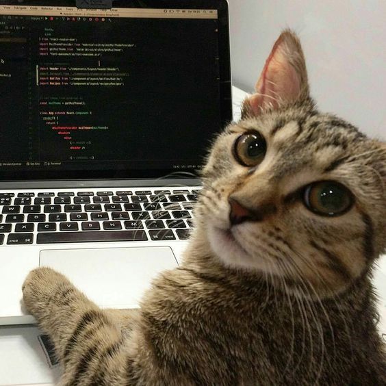 michi_coder