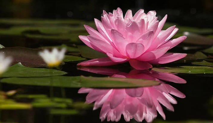 FlowerPower_Bio