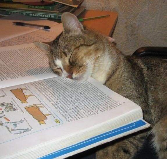 OxfordCat