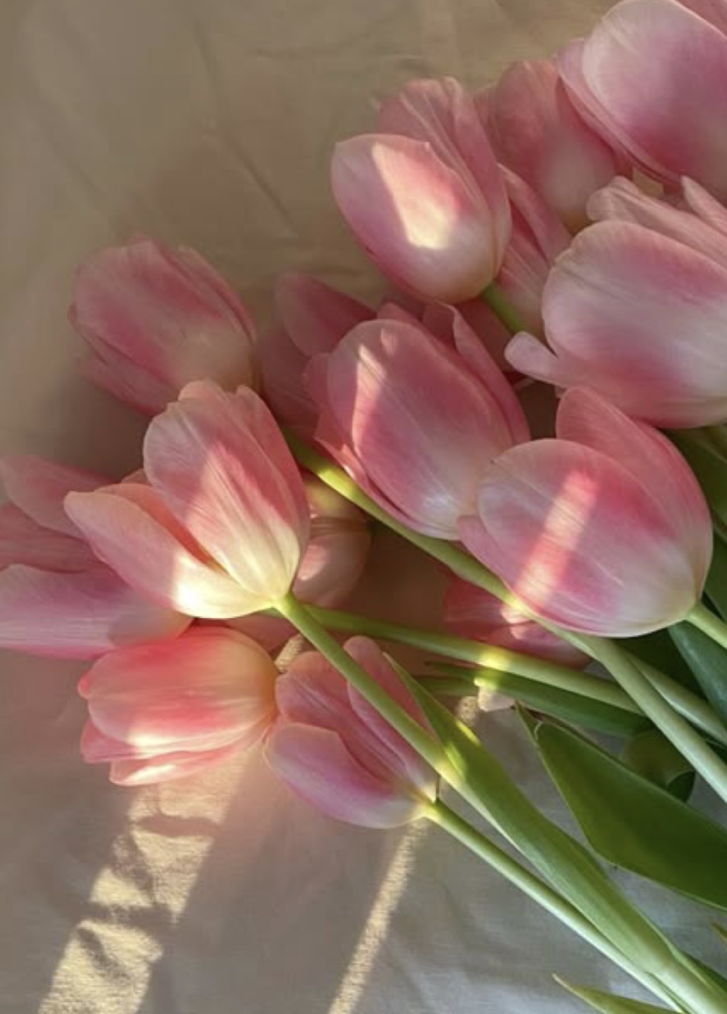Amapola_88