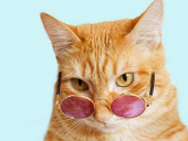 moptib