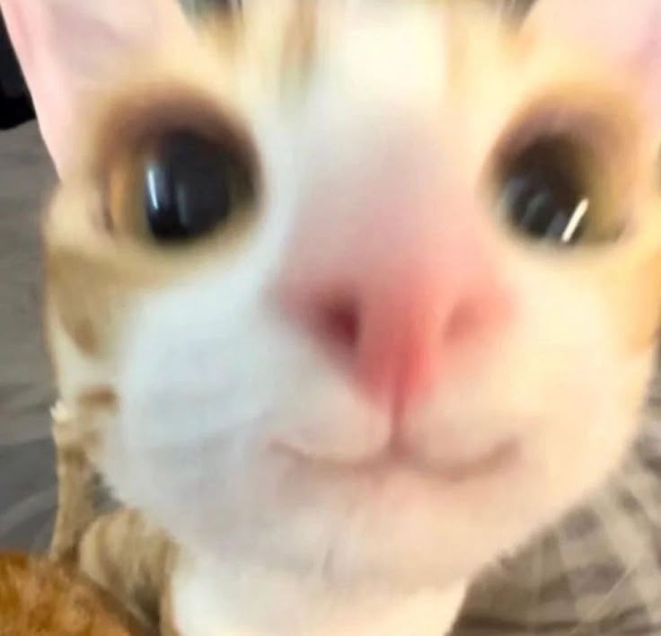 paaulaamm