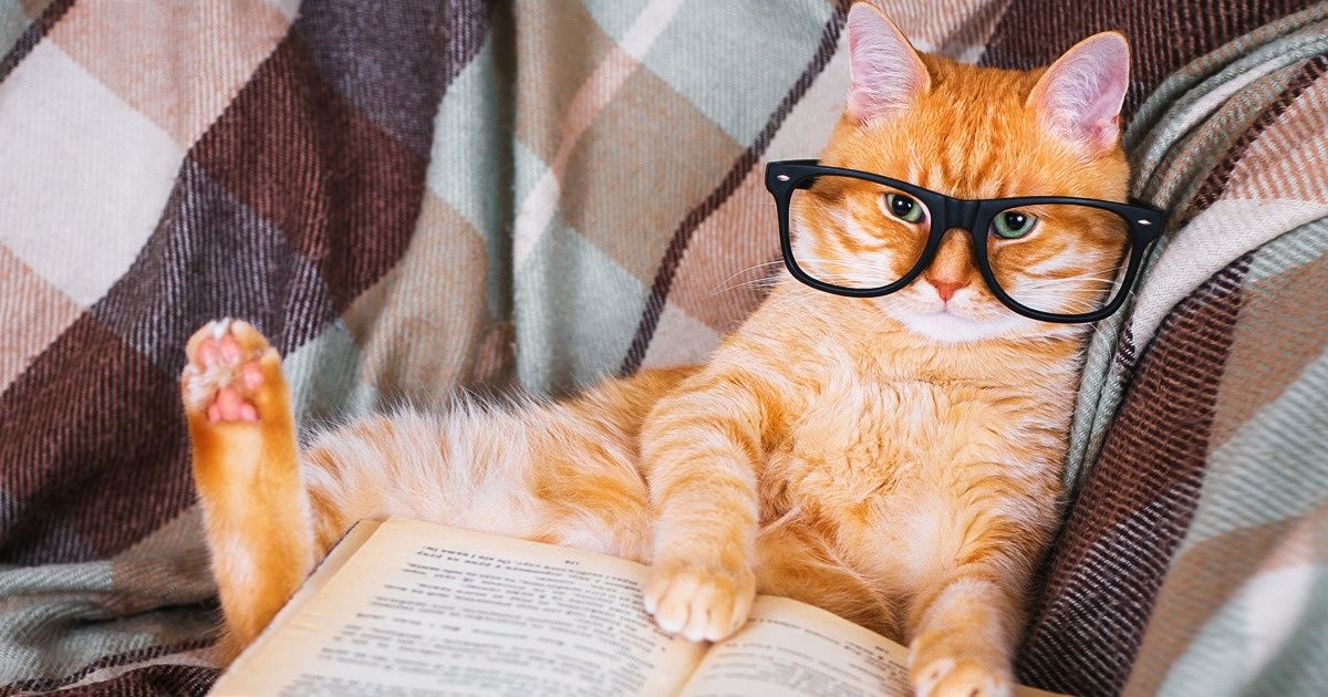 psico_cat