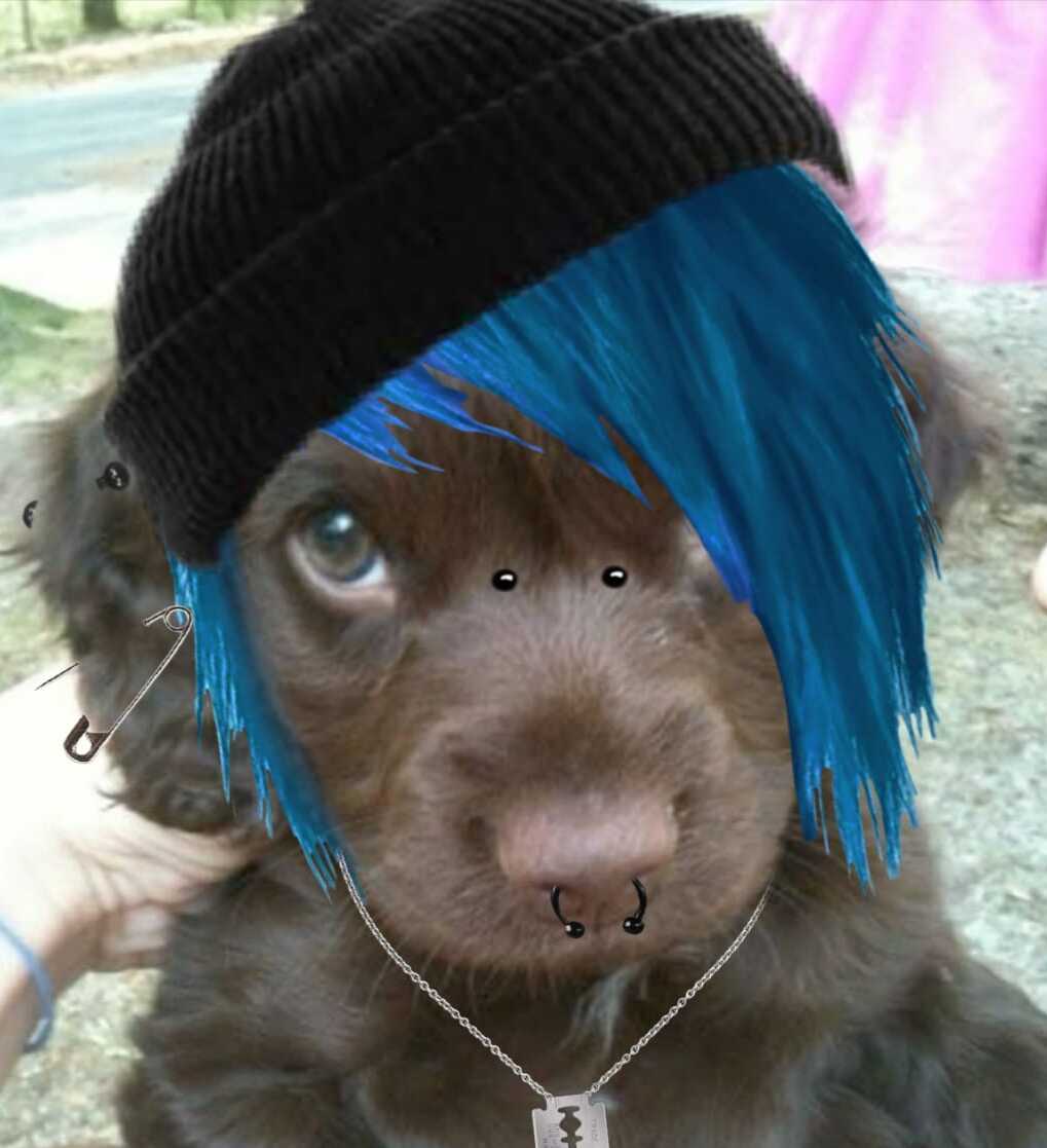 perro_de_pavlov