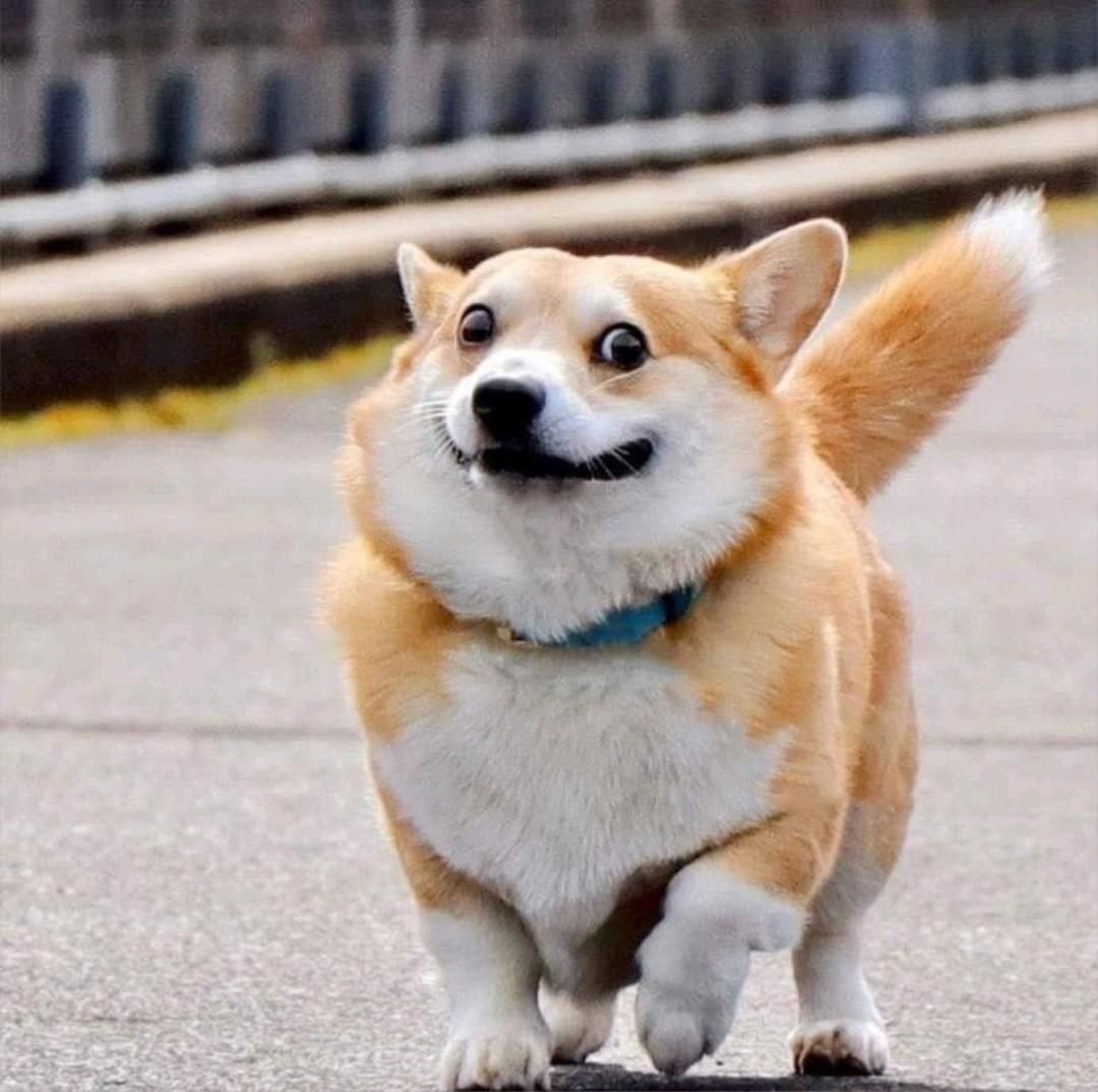 Corgi_U_U