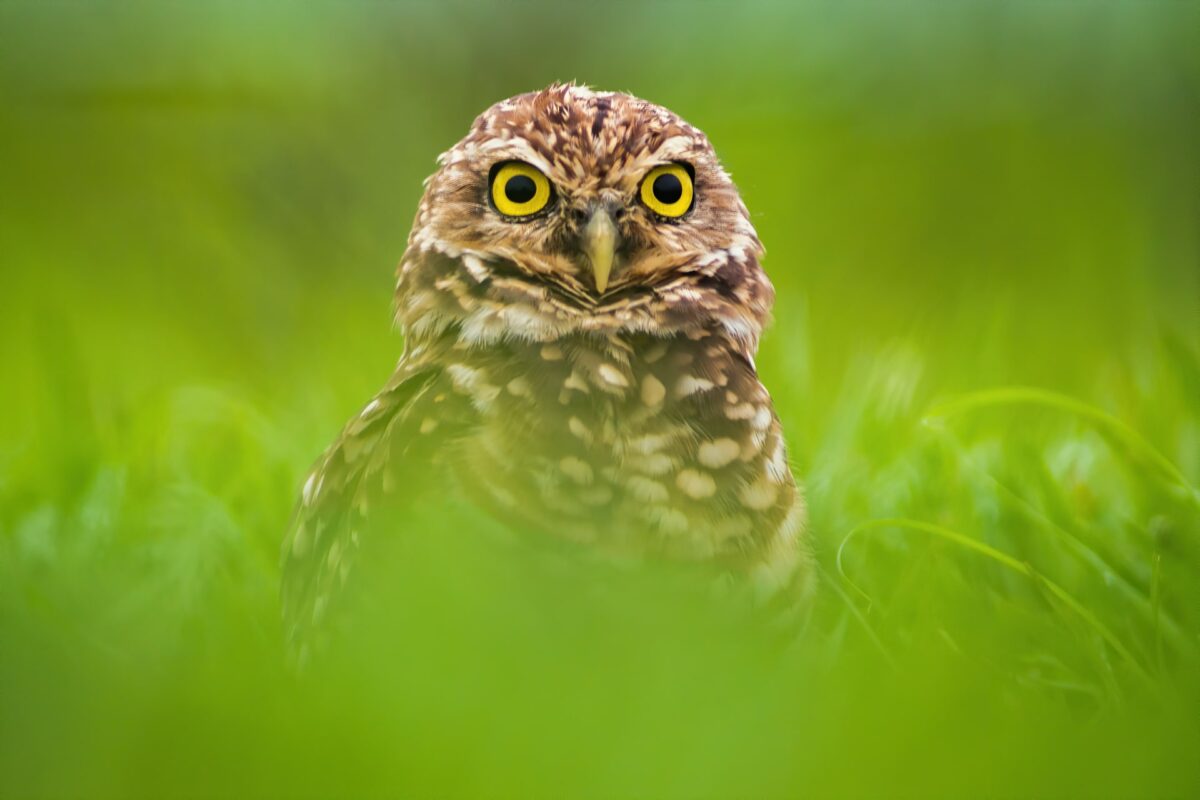 Turbopajaro