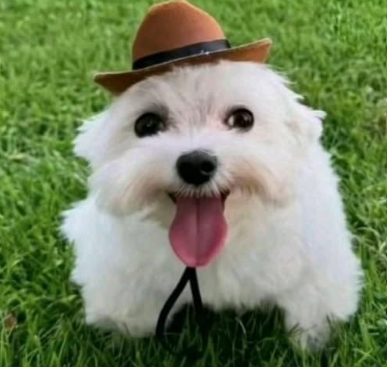 Perrode_Pavlov