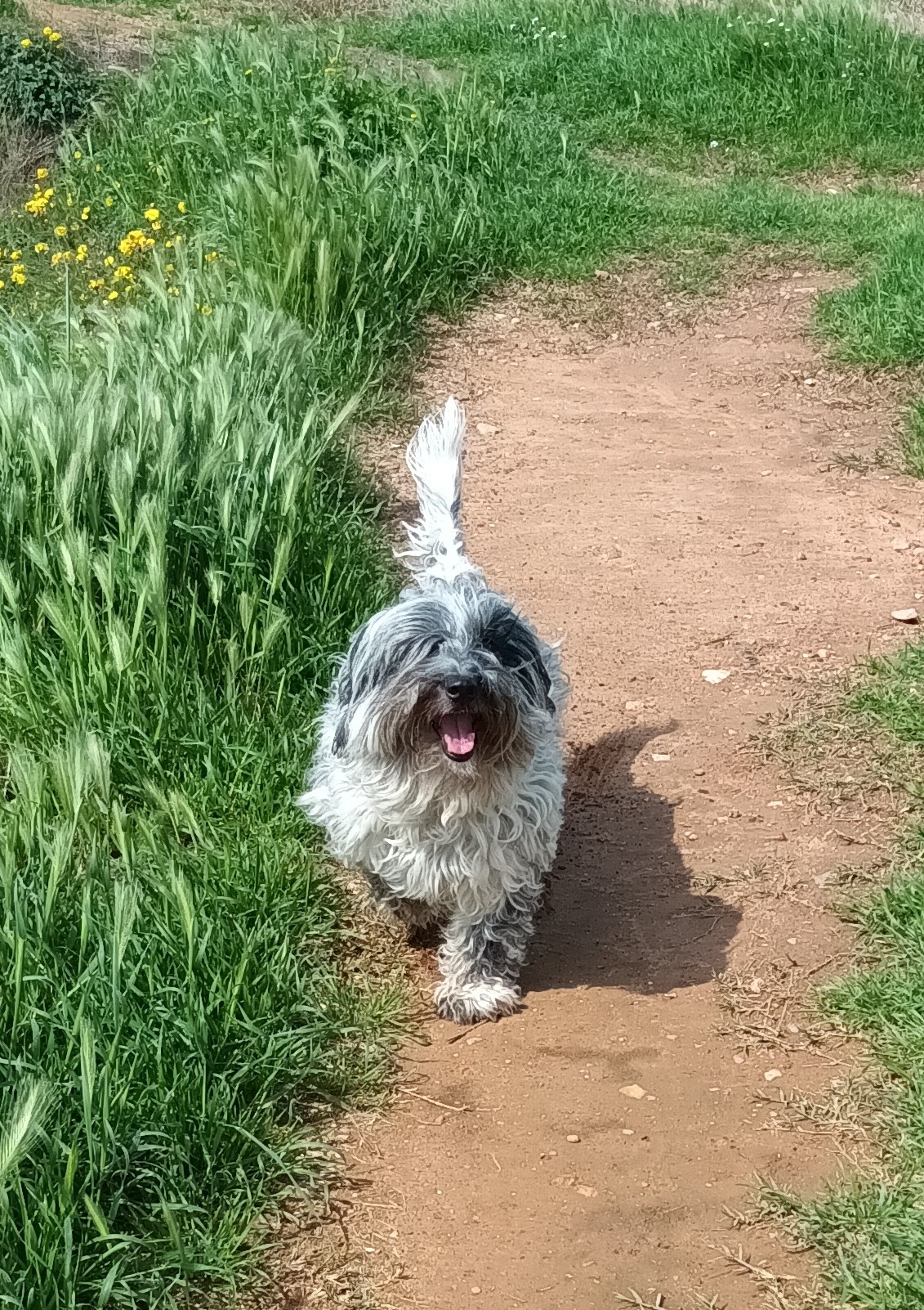albuusa