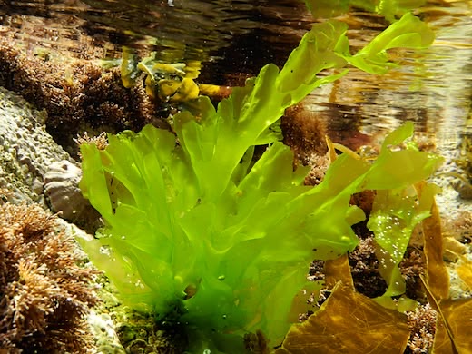 Ulva_lactuca