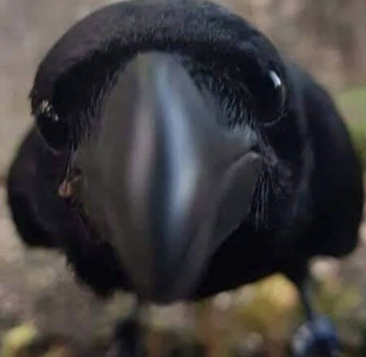 tututurutu