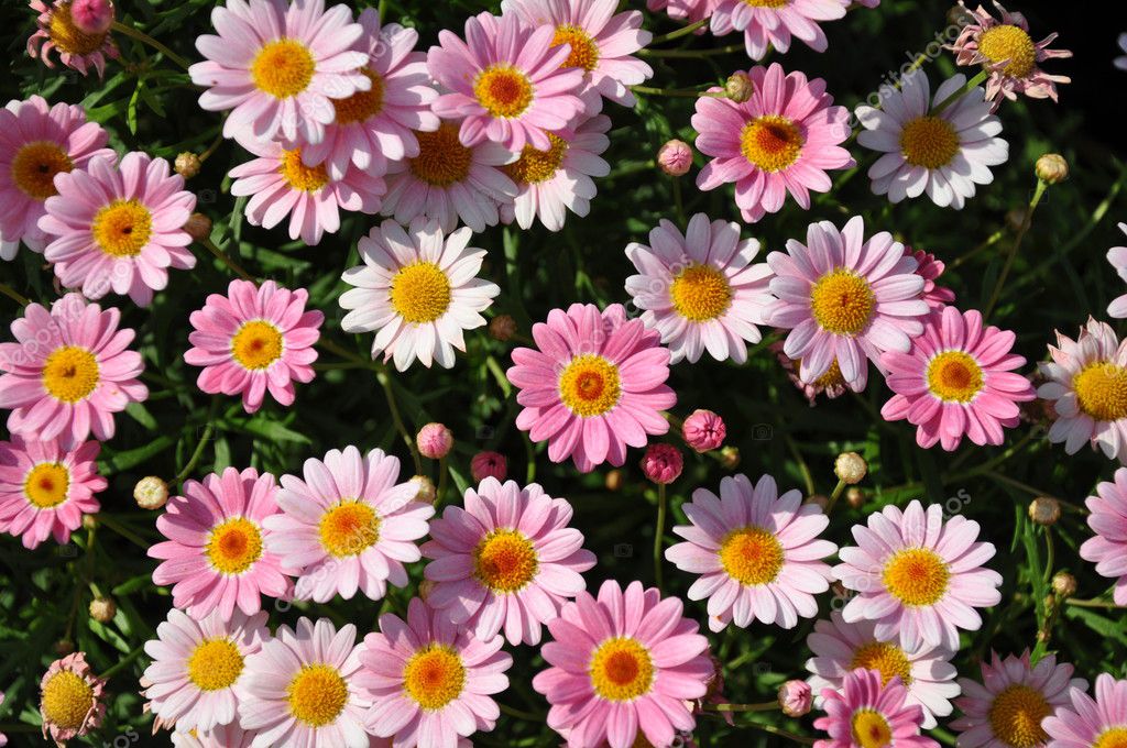 Albablzhrr_2816