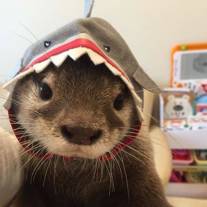 CCAAYBapuntes