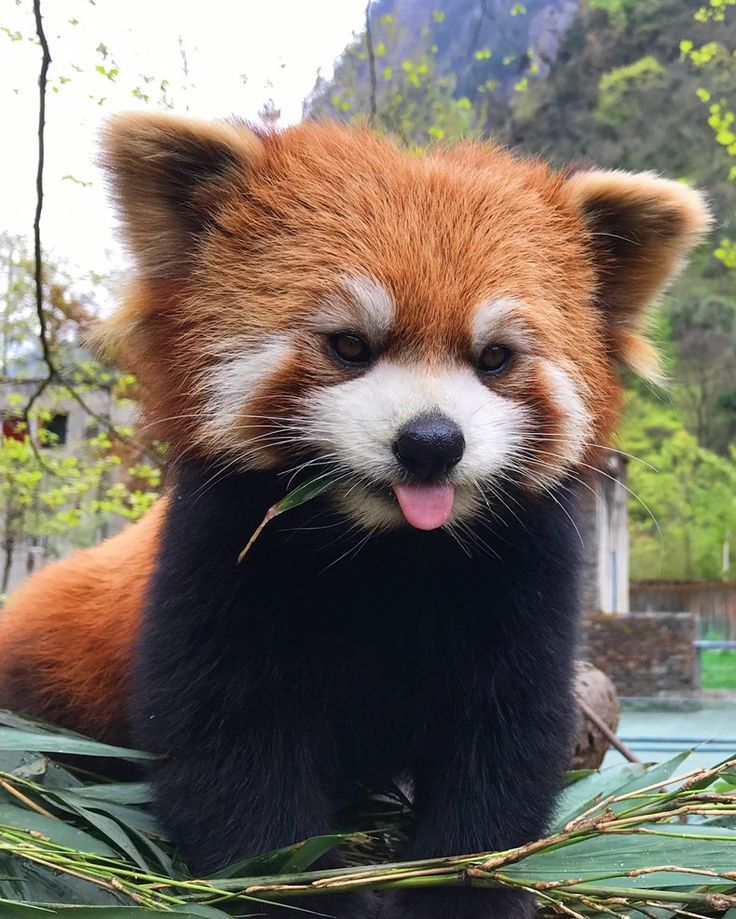 ailurus_fulgens