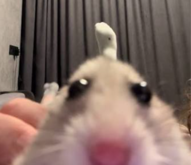 estelamj