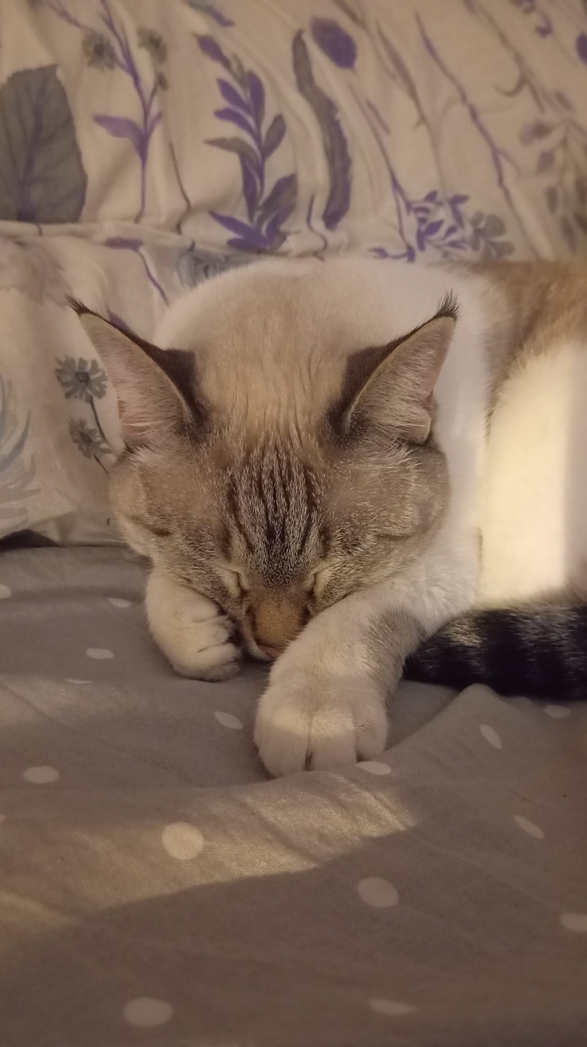 nala22