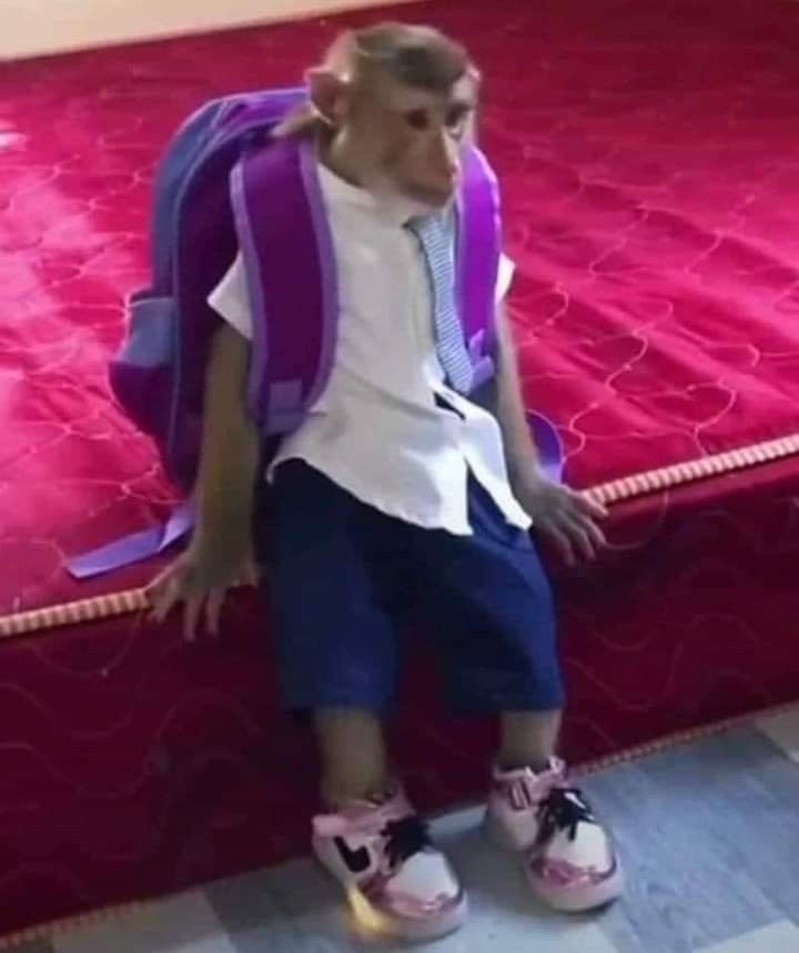 paularoyy_