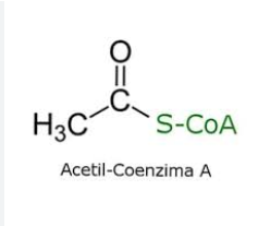 Acetil_Ke_Bab