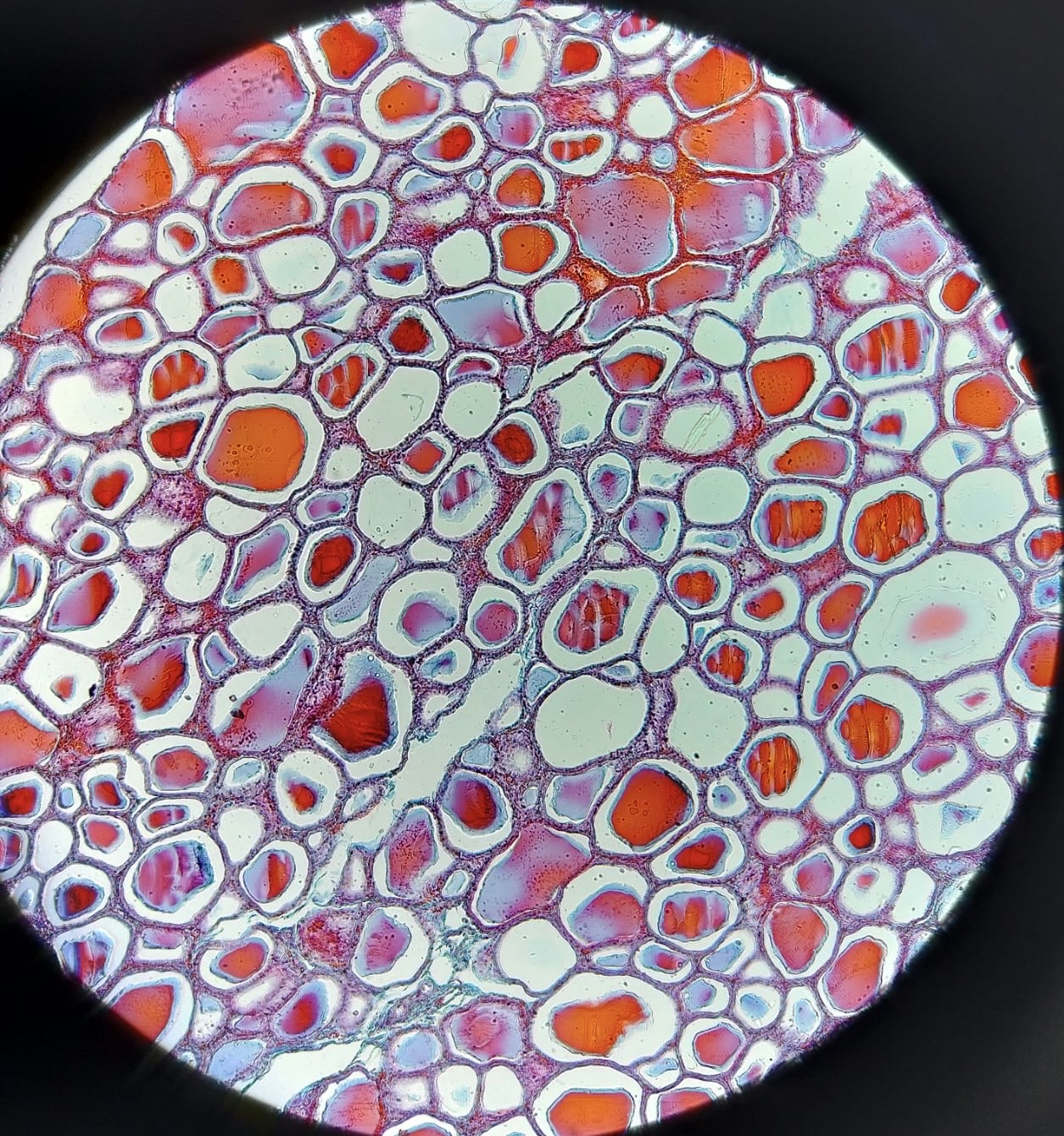 bioquim_b52