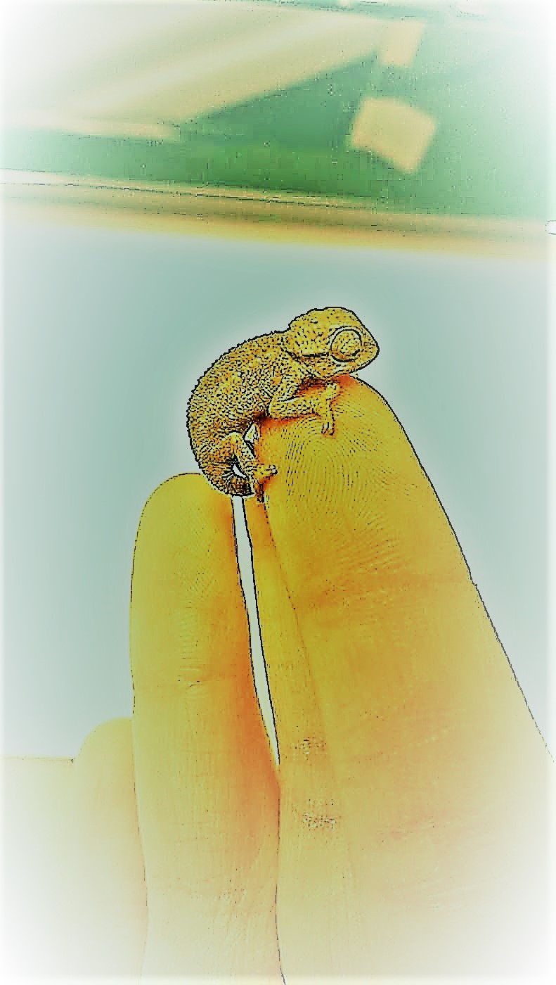 dr_bby_lizard