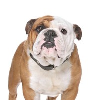 TejeroBulldog