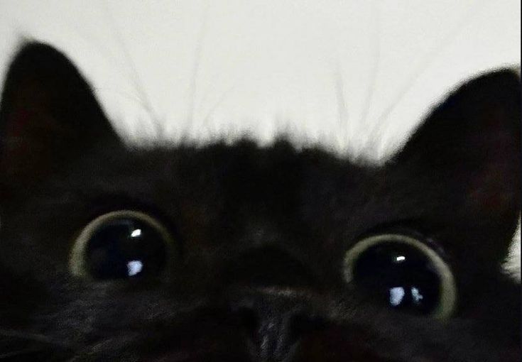 osandy_0904