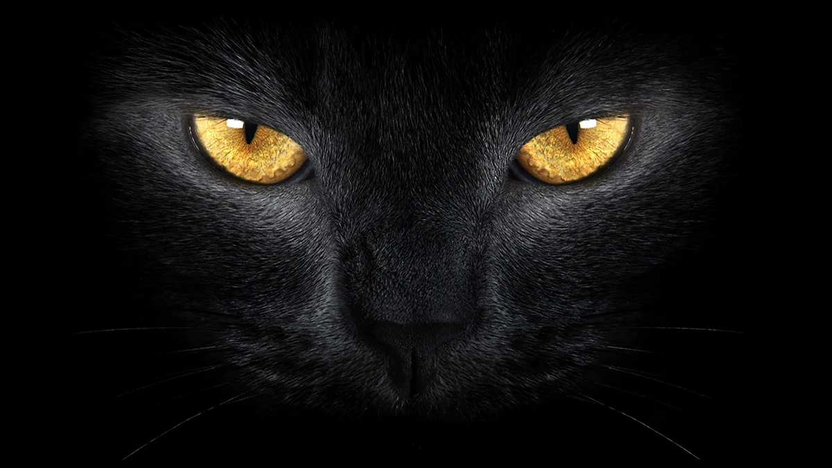 Felina
