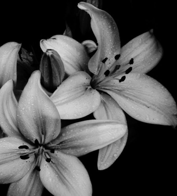 sheilard_0511