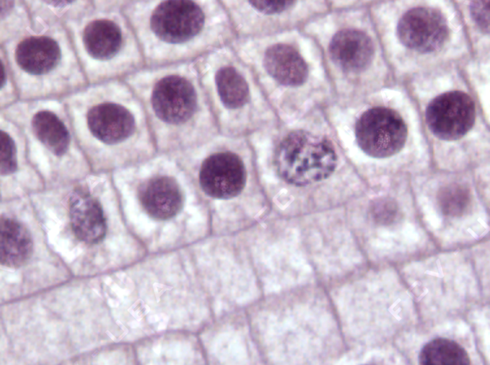 biologa_07