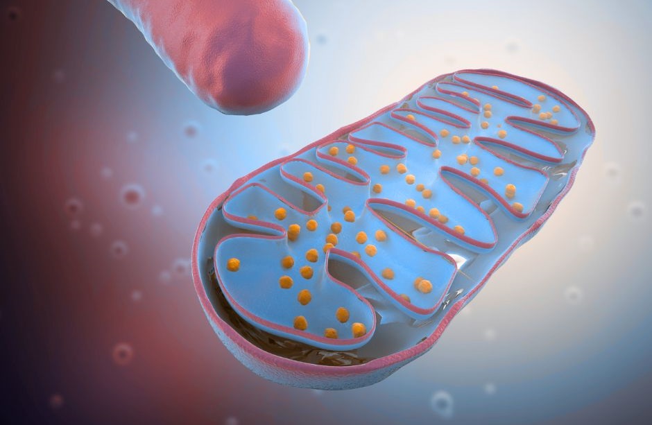 mitocondria_fr