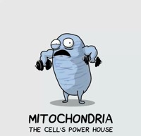 Mitochondria1