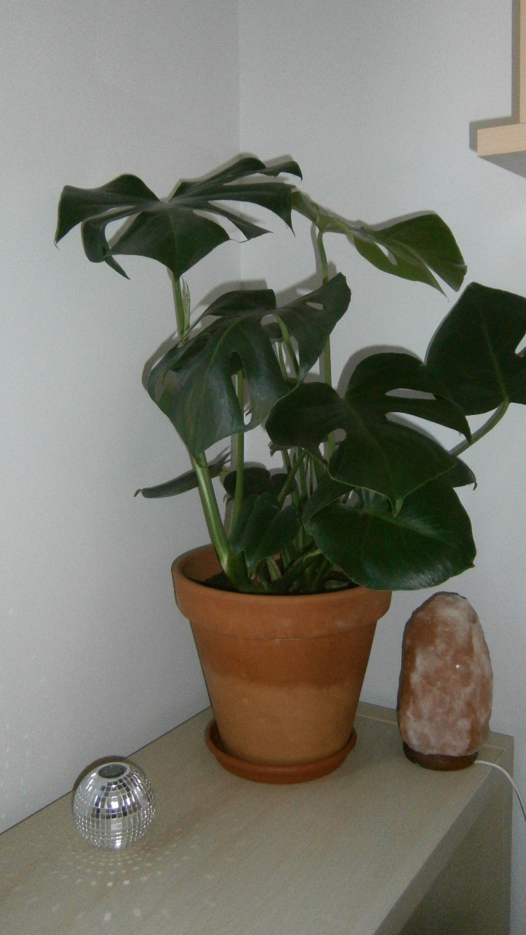 monstera